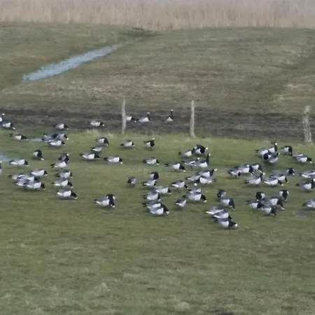 Hafenliebe-greetsiel *