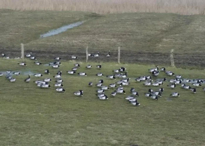 Hafenliebe-greetsiel *